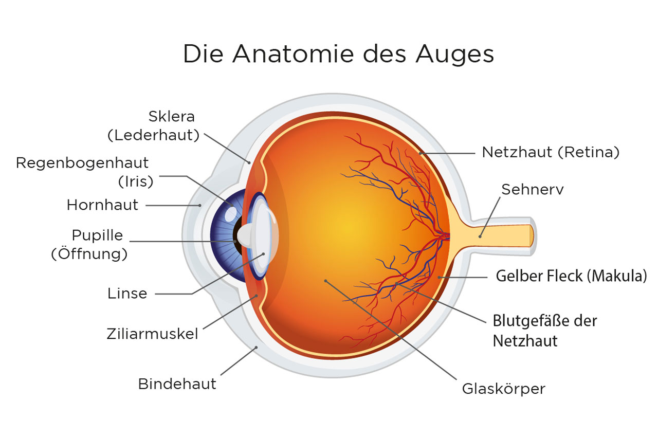 Die Anatomie des Auges
